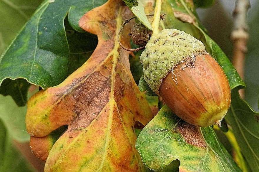 autumn-acorn-leaves-nature-oak-tree-8303590
