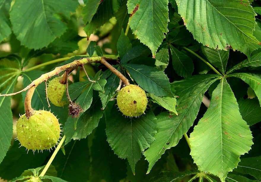 chestnuts-horse-chestnut-tree-the-fruits-of-horse-chestnut-barbed-foliage-in-the-fall-green-figure-7968384