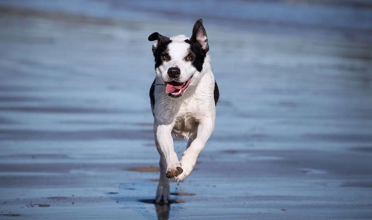 Hur snabbt springer en hund?