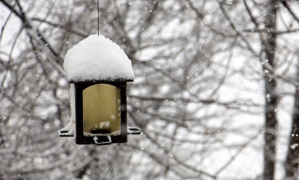 fågelholk lockar småfåglar under vintern med mat. Fotografera fåglarna medan de äter