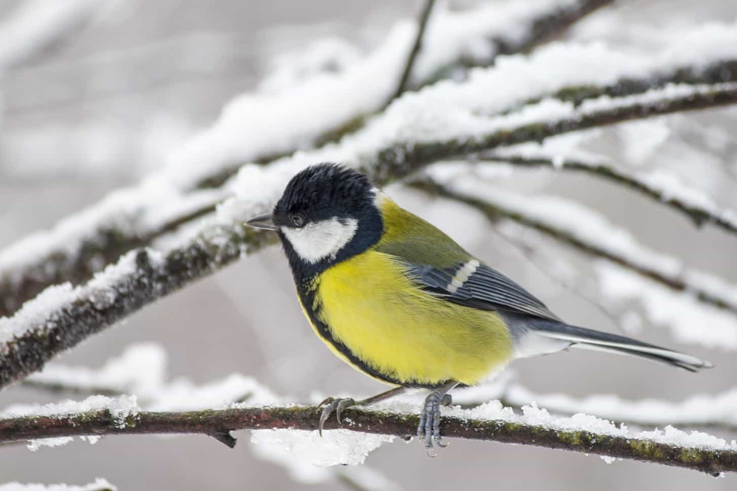Fotografera fåglar på vintern
